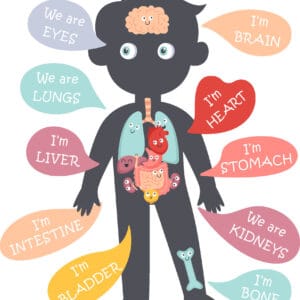 Human Anatomy